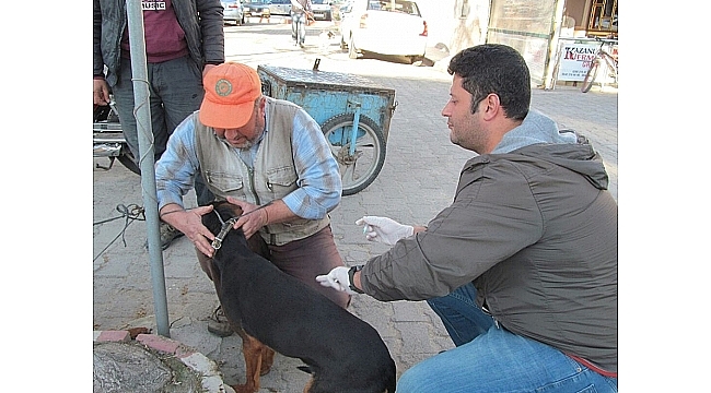 Biga'da av köpekleri aşılandı