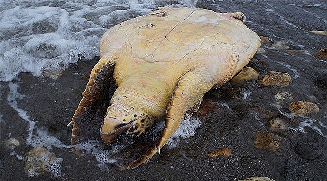 Çardak Kum Adasında ölü caretta caretta bulundu