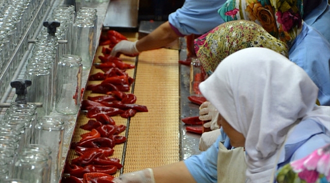 Yabancı Sofralarının Közlenmiş Biberi Biga'dan