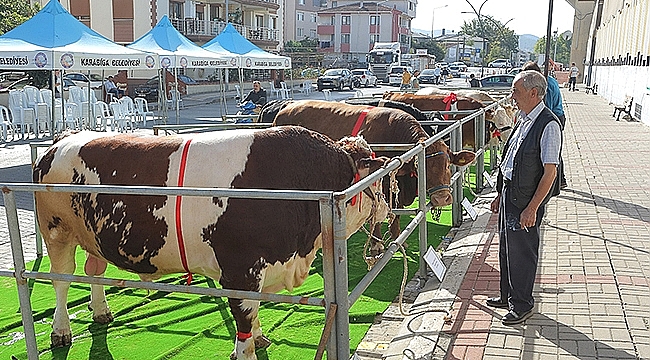 BİGA SIĞIRCILIĞI GÜZELLİK YARIŞMASI BÜYÜK HEYECANA SAHNE OLDU